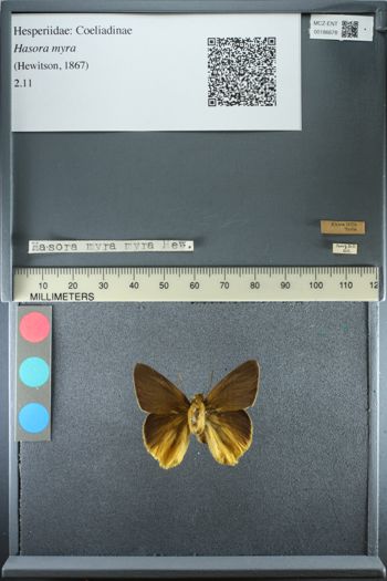 Media type: image;   Entomology 186678